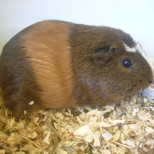 No photo for Snuggles