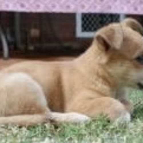 No photo for Milo (Td042)*Adopted*