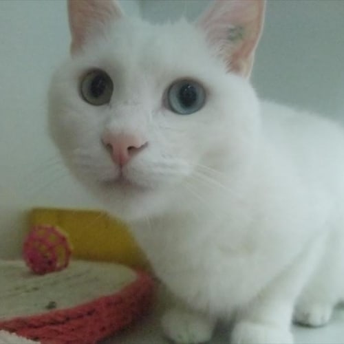 C10826 "Casper"