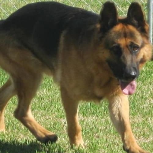 No photo for Brock Is On Trial With His New Family