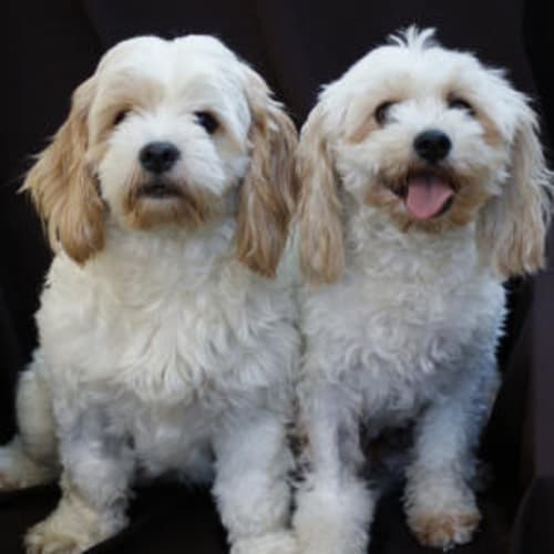 No photo for Olivia And Emily