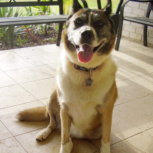 No photo for Lucy   Arq Eofys Adoption Drive!