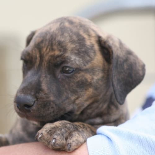 No photo for Bailey   On Hold