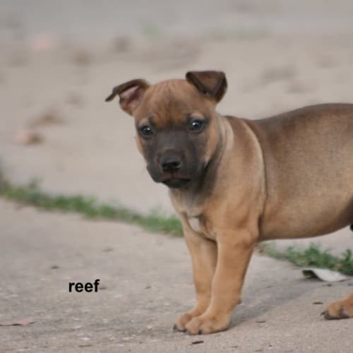 No photo for Reef   On Hold