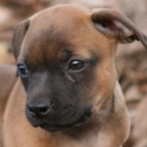 No photo for Avalon   On Hold