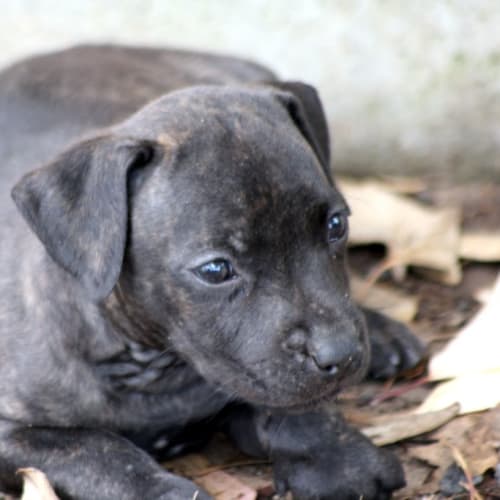 No photo for Jade   On Hold