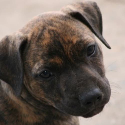 No photo for Tequila   On Hold