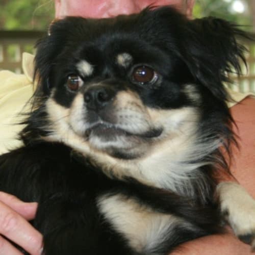 No photo for Milo On Trial