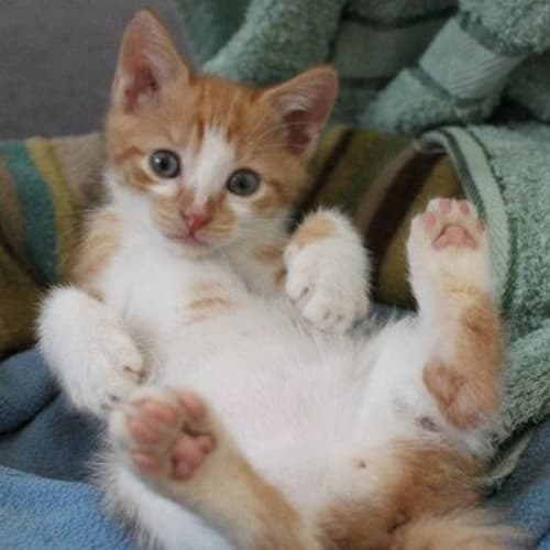Oliver