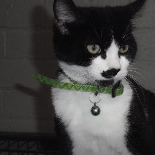 No photo for Ng Kitten   Adopted!