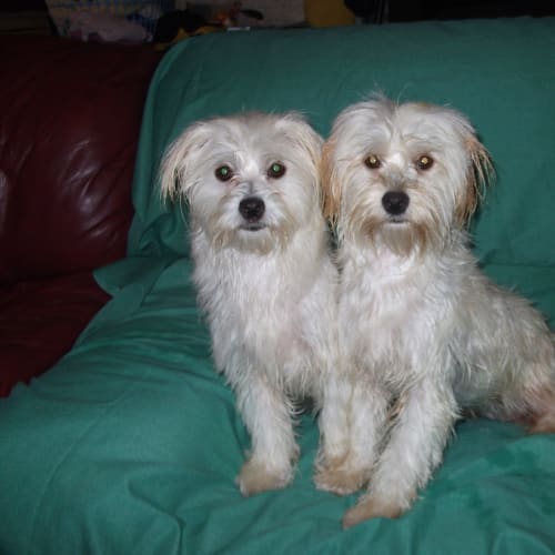 No photo for Muffy And Tess
