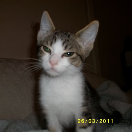 Bonnibelle