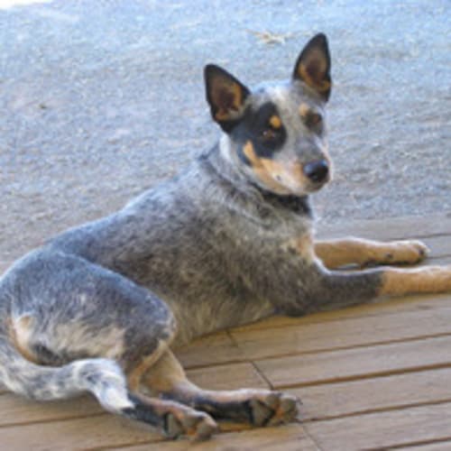 Kiala