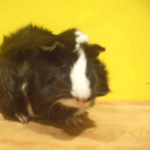 No photo for Rosie