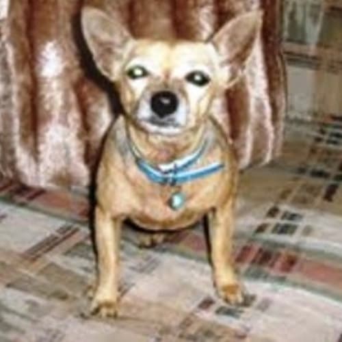 No photo for Peppy