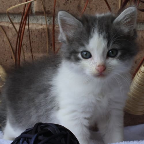 No photo for Neo (Deposit Taken Sibling Pair Adoption)