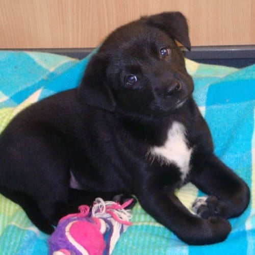 No photo for George   Available Approx 14/4
