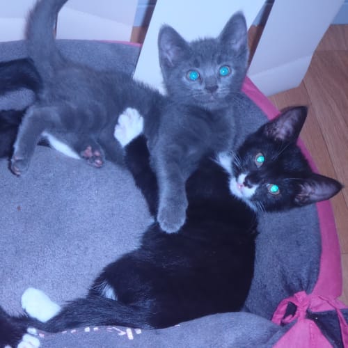 No photo for Lupin And Luna