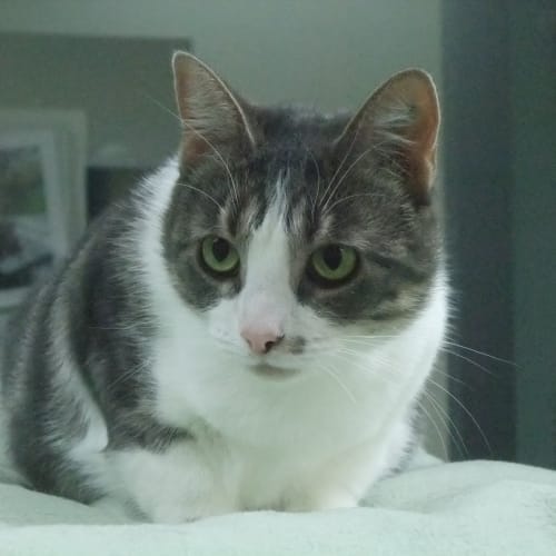 "Cass" C10251a