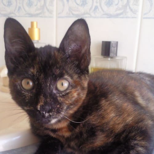 No photo for **Adoption Pending** Toffee