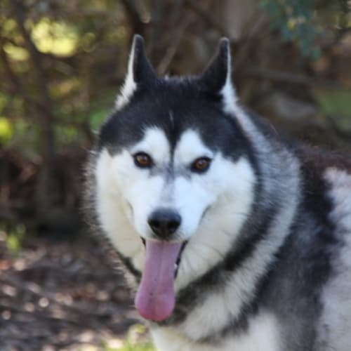 No photo for Braxton