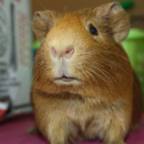 Bramble