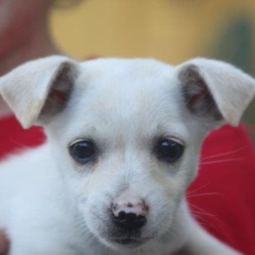 No photo for Rozetta   Adoption Pending