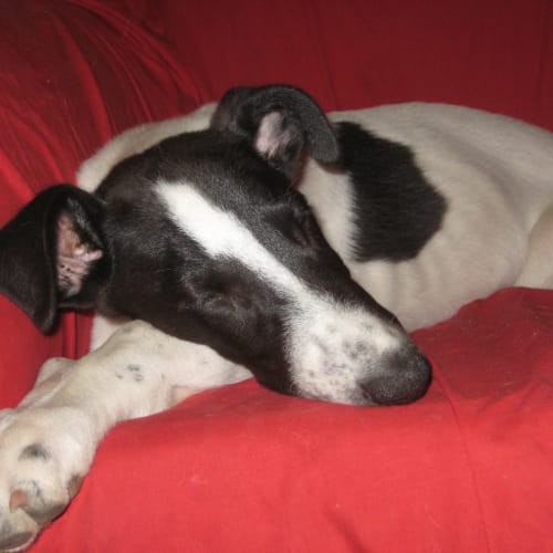No photo for Patches