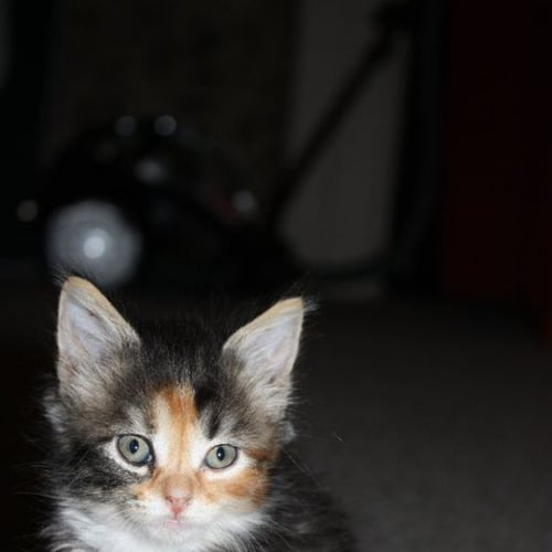 Lacey