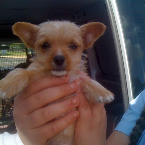 No photo for Pup 4