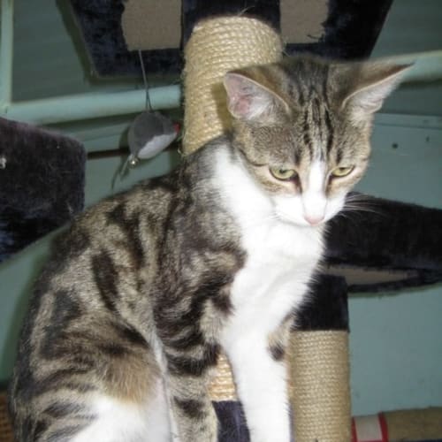No photo for Molly  Yah! I Got A Home!