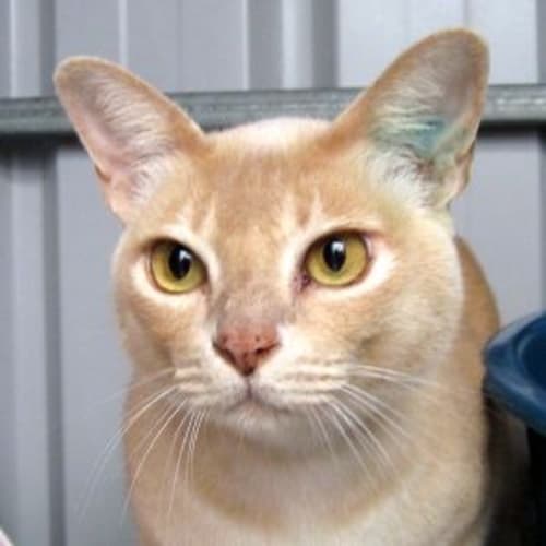 No photo for Cat Nip