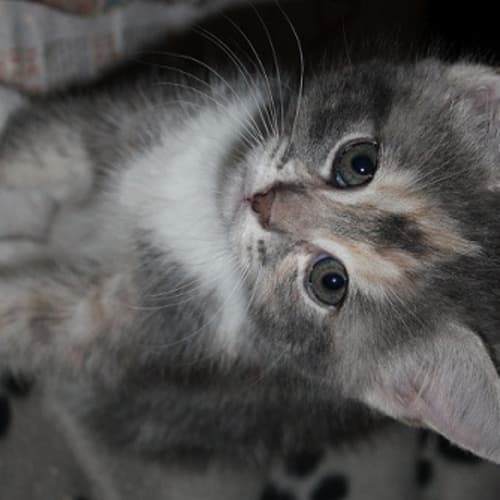 No photo for 2 Female Kittens