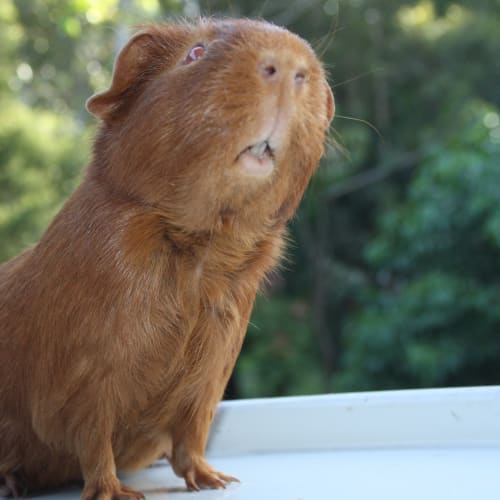 No photo for Radcliff