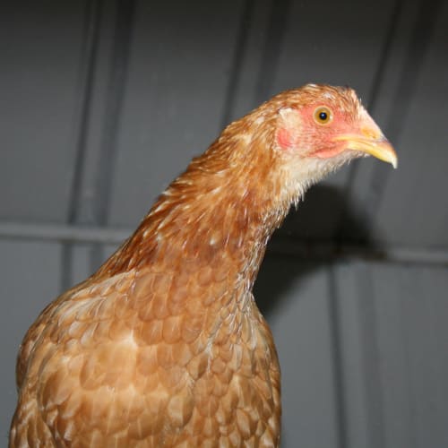 No photo for Miss Chookie