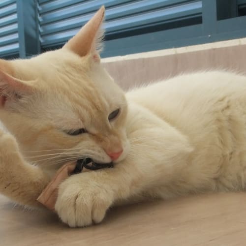 No photo for Leo(on Hold)