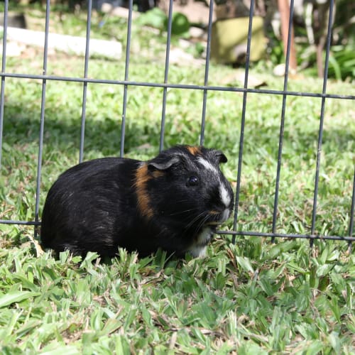 No photo for Peaches