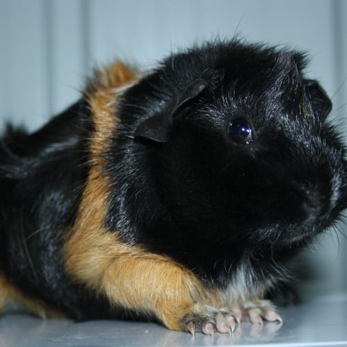 No photo for Spike (Avalible Soon) ~Desexed~