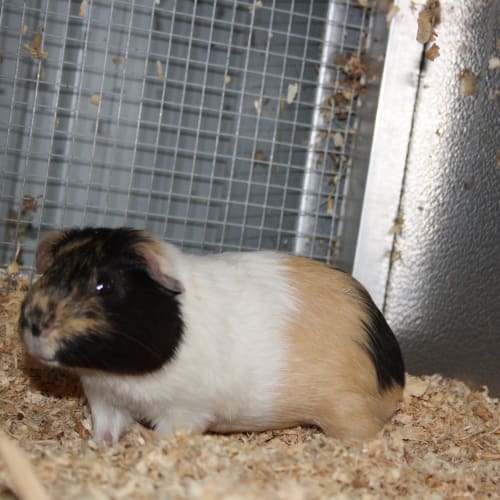 No photo for Parsley