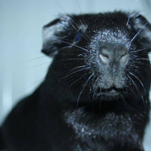 No photo for Thumper