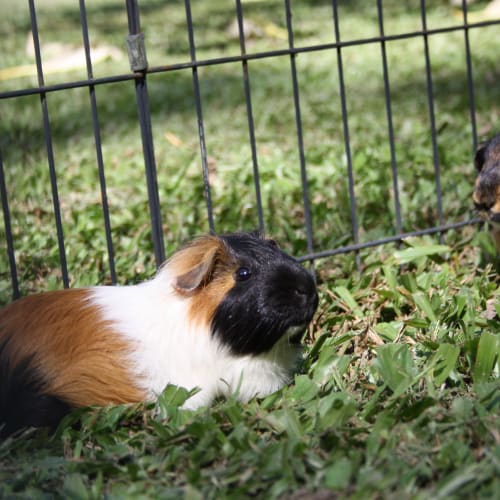 No photo for Parsnip