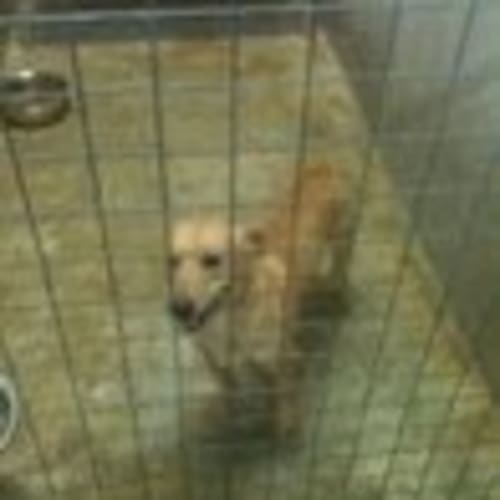 No photo for Santa's Little Helper * Impounded Carer Needed*