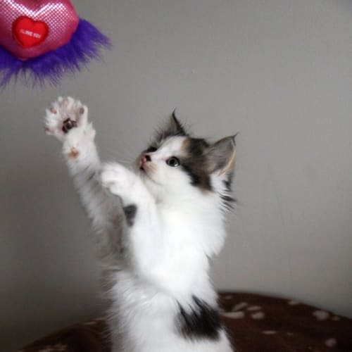 No photo for Bella   Princess Bella To You!