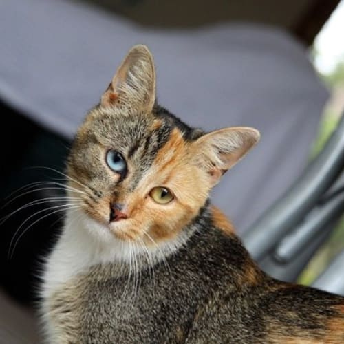 No photo for Zowie *Adoption Pending*