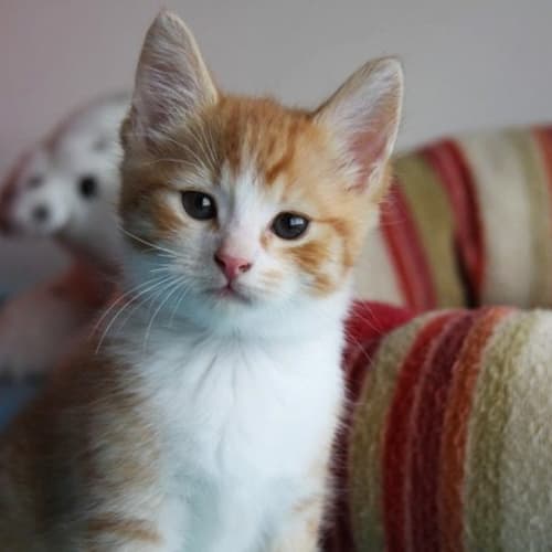 No photo for Alfie   A Real Ladie's Man!*Adopted*