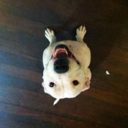 No photo for Sugar