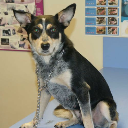 No photo for Delilah