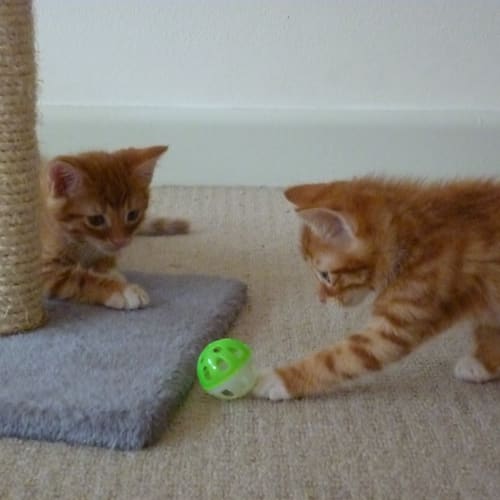 No photo for Ninja & Patch
