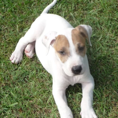 No photo for Bronson