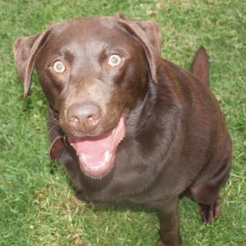 No photo for Charlie Brown